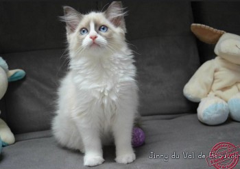 femelle blue bicolour - 11 semaines - Chatterie Ragdolls du Val de Beauvoir